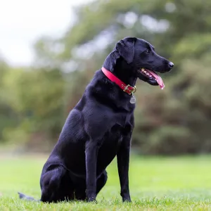Classic Leather Dog Collars by Petiquette