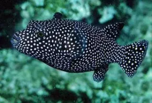 Dogface Puffer Fish (Arothron Meleagris)
