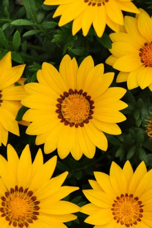 Gazania F1 New Day Bright Yellow Seeds