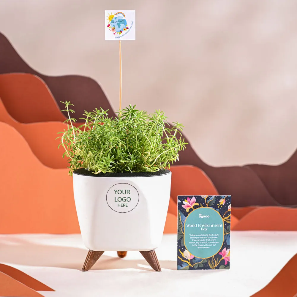 Golden Sedum Plant For Environment Day Gifting