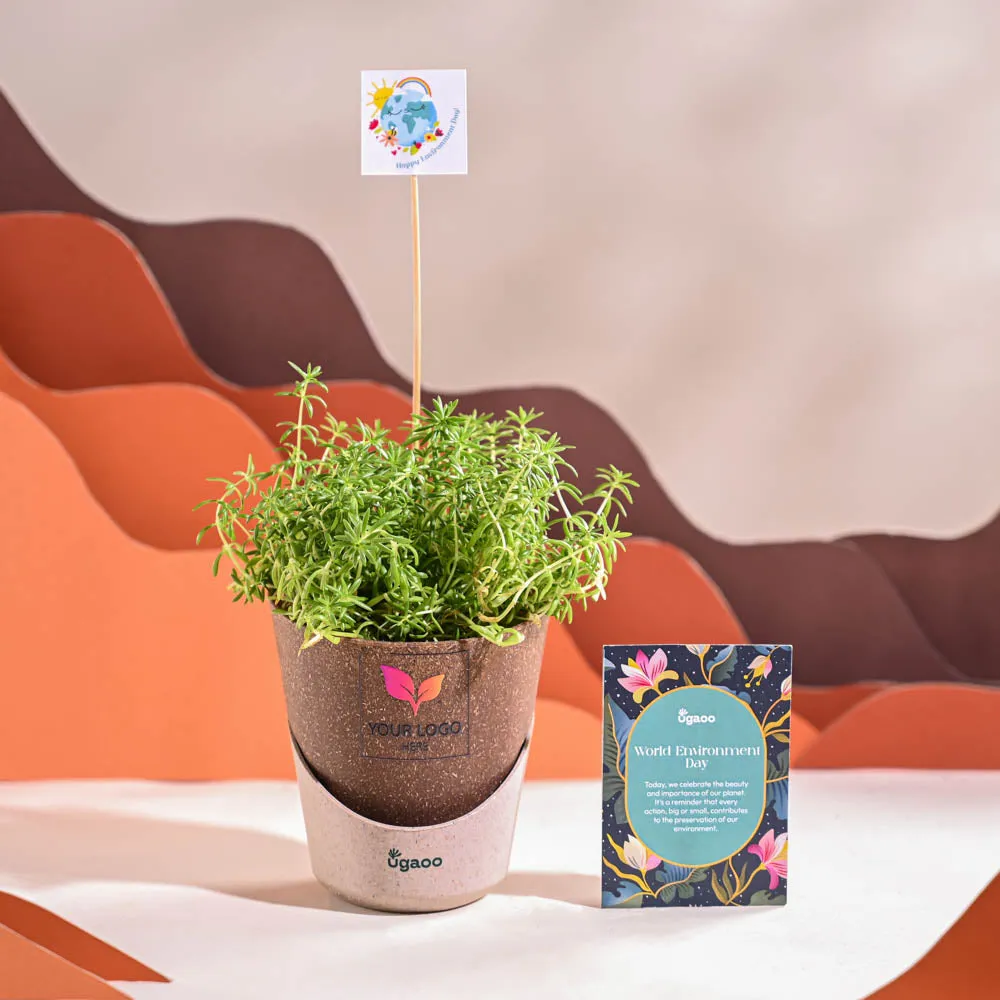 Golden Sedum Plant For Environment Day Gifting