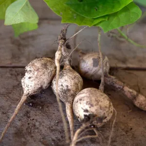 Jicama (150 Days)