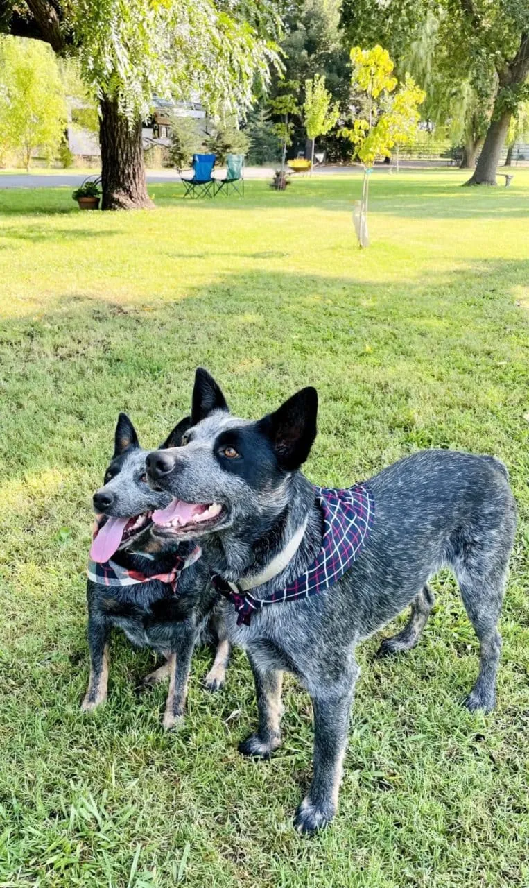 Madison Check Dog Bandana