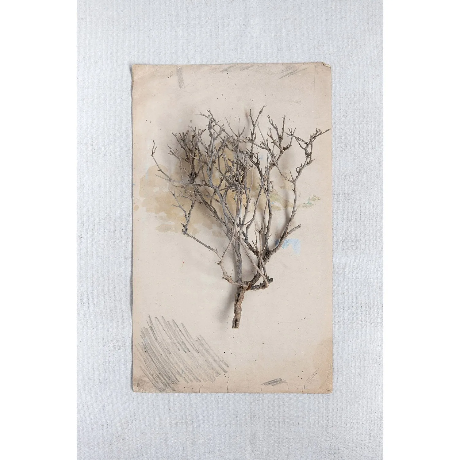 Natural Sea Bush