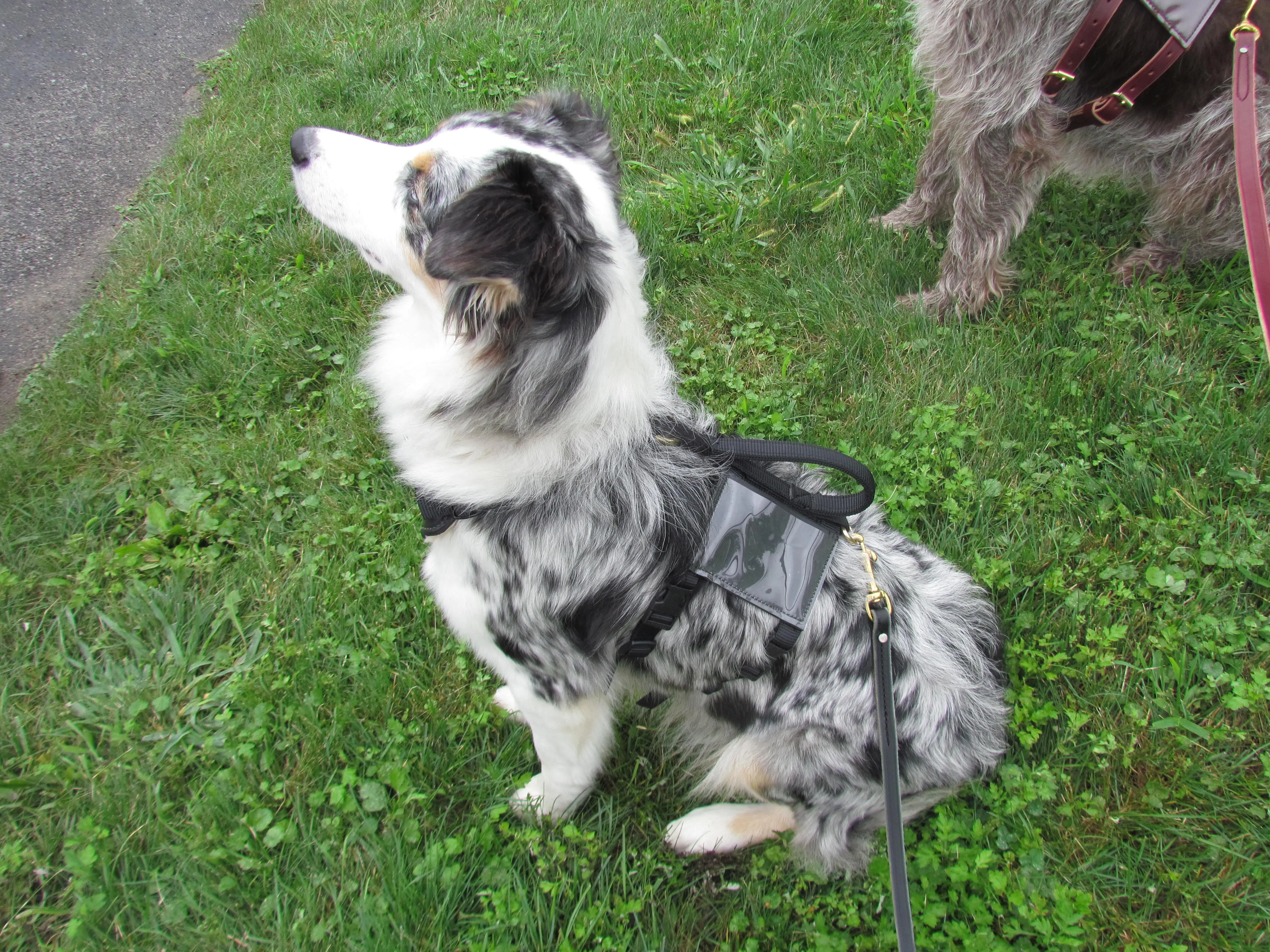 Nylon Assistance Harness (Discontinued style)