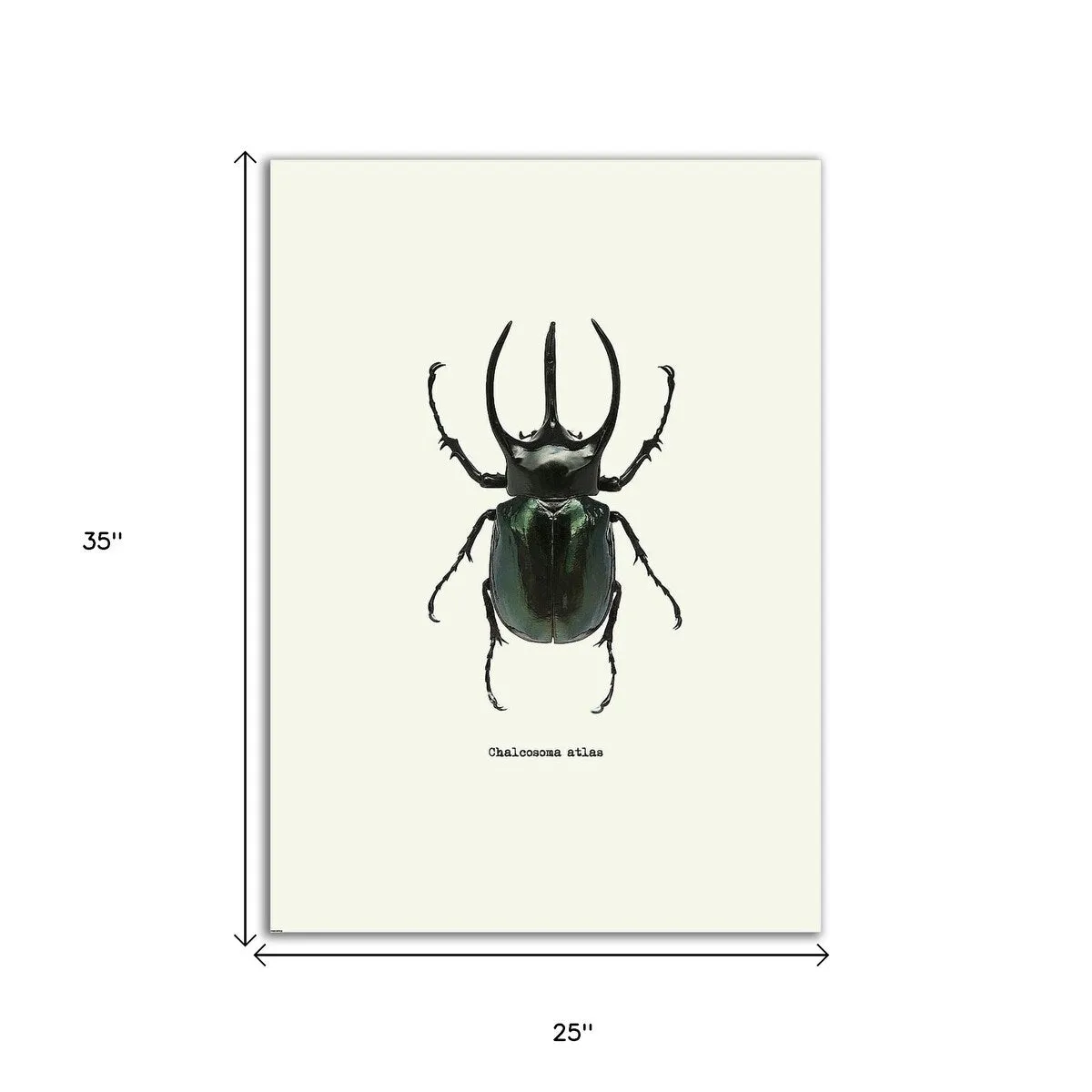 "Beetle Black" Wrapped Canvas Print Wall Art