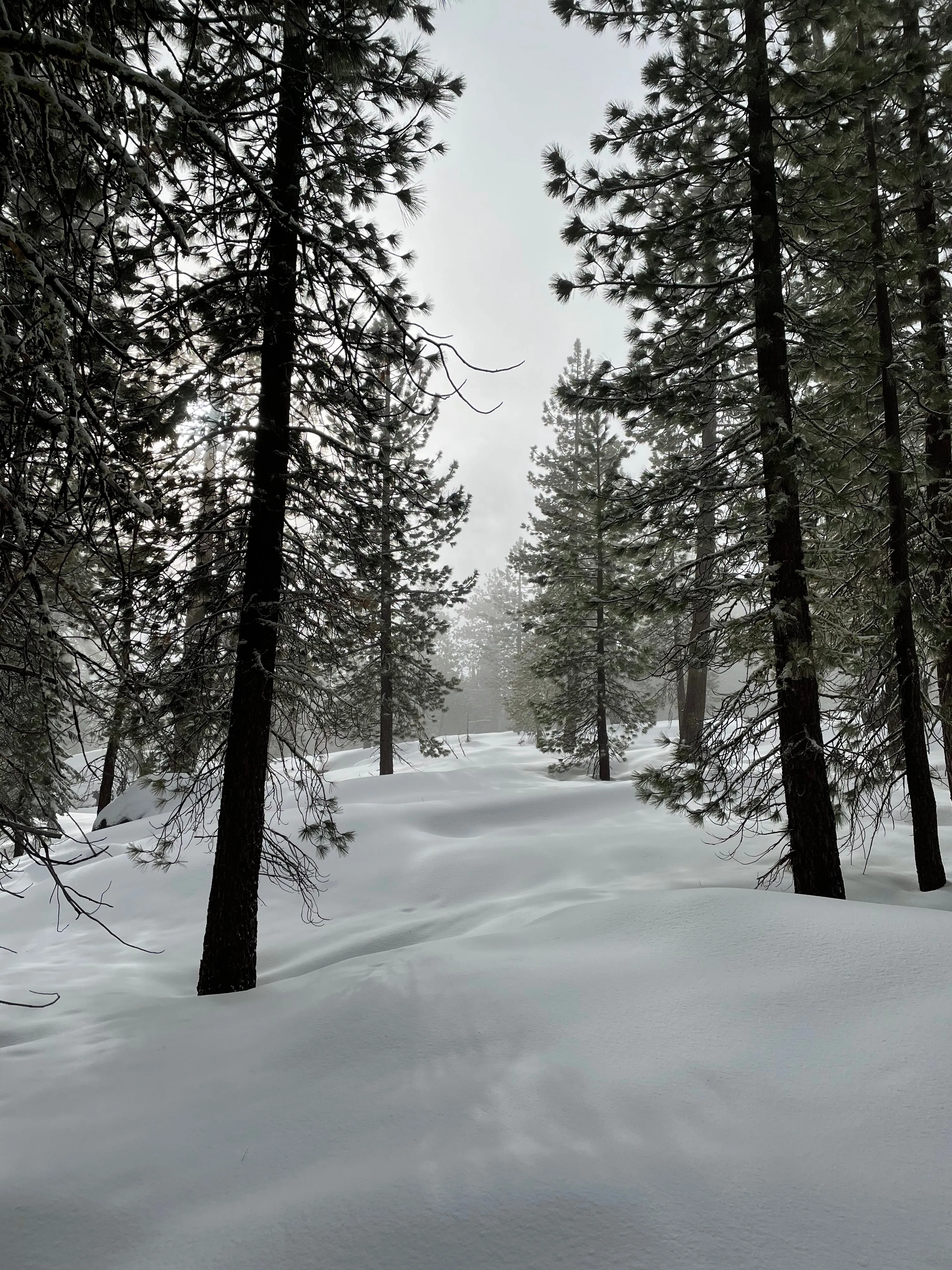 Snowshoeing Yosemite: Tuolumne Grove/Gin Flat Weekend