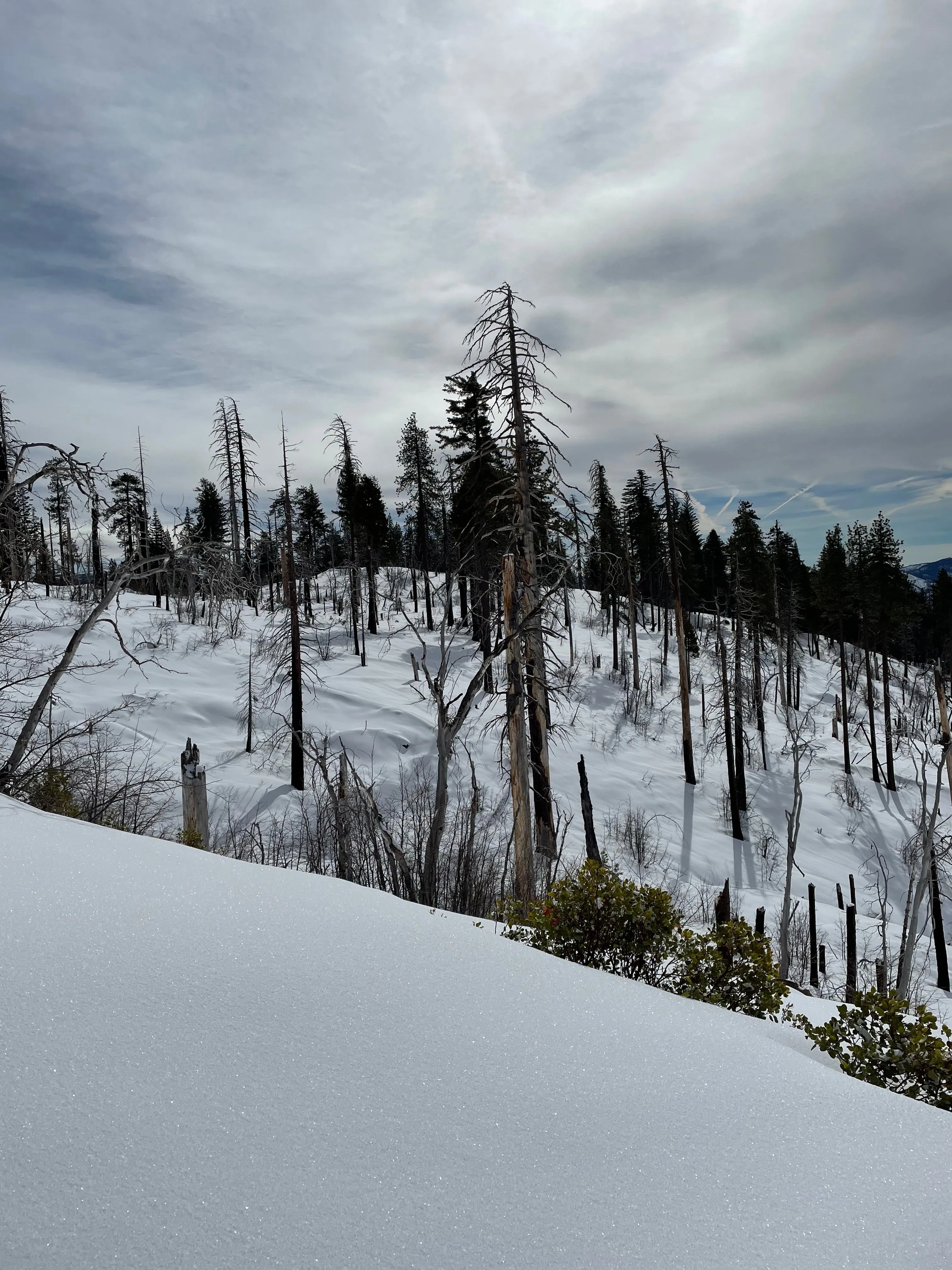 Snowshoeing Yosemite: Tuolumne Grove/Gin Flat Weekend