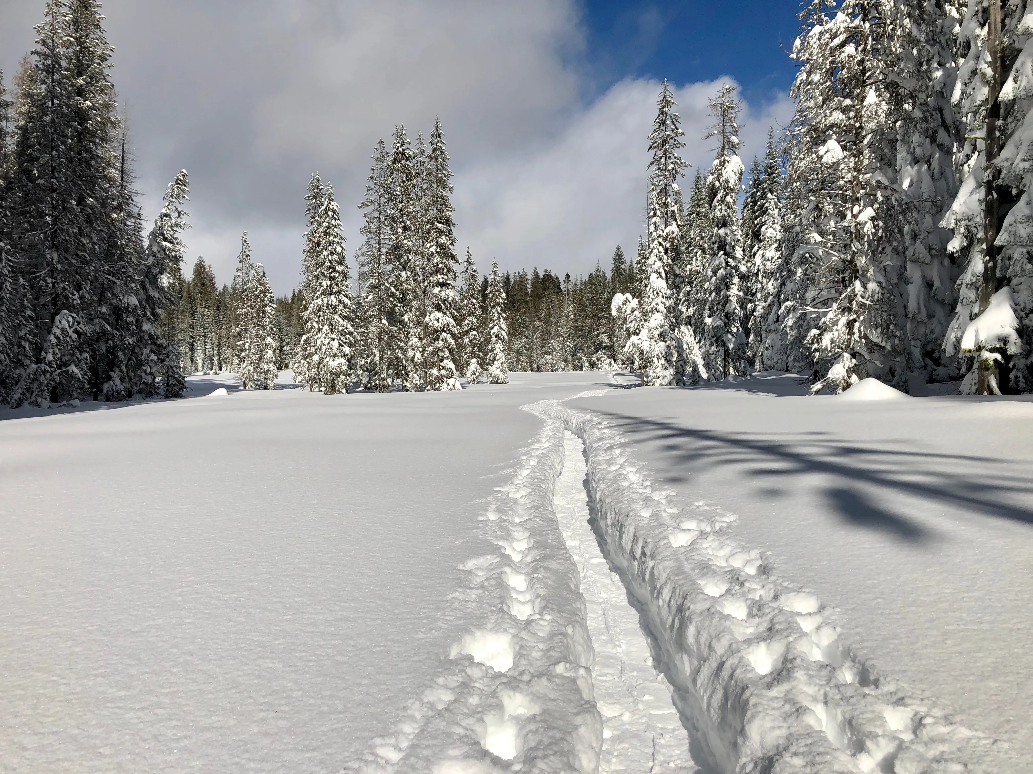Snowshoeing Yosemite: Tuolumne Grove/Gin Flat Weekend