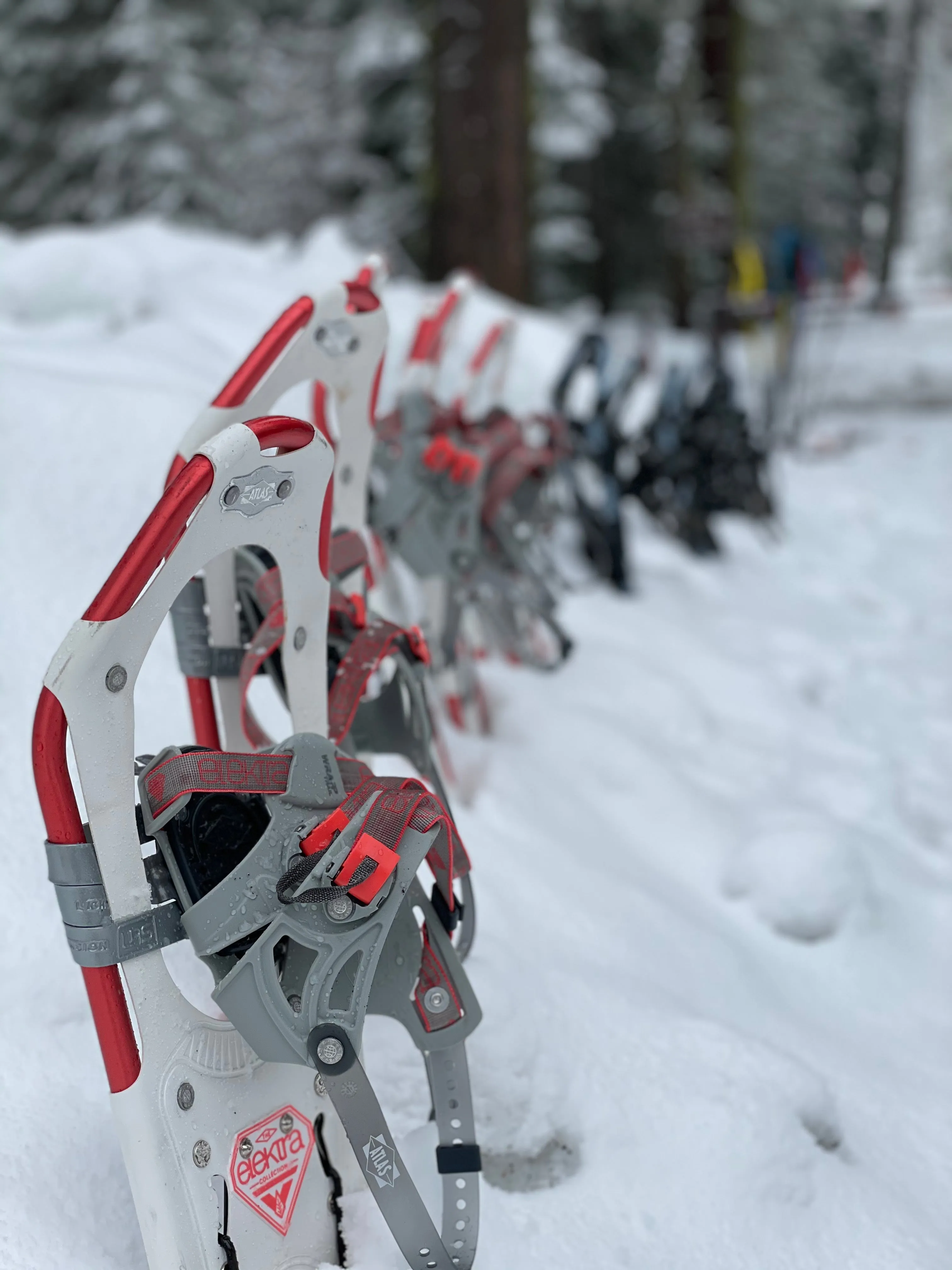 Snowshoeing Yosemite: Tuolumne Grove/Gin Flat Weekend