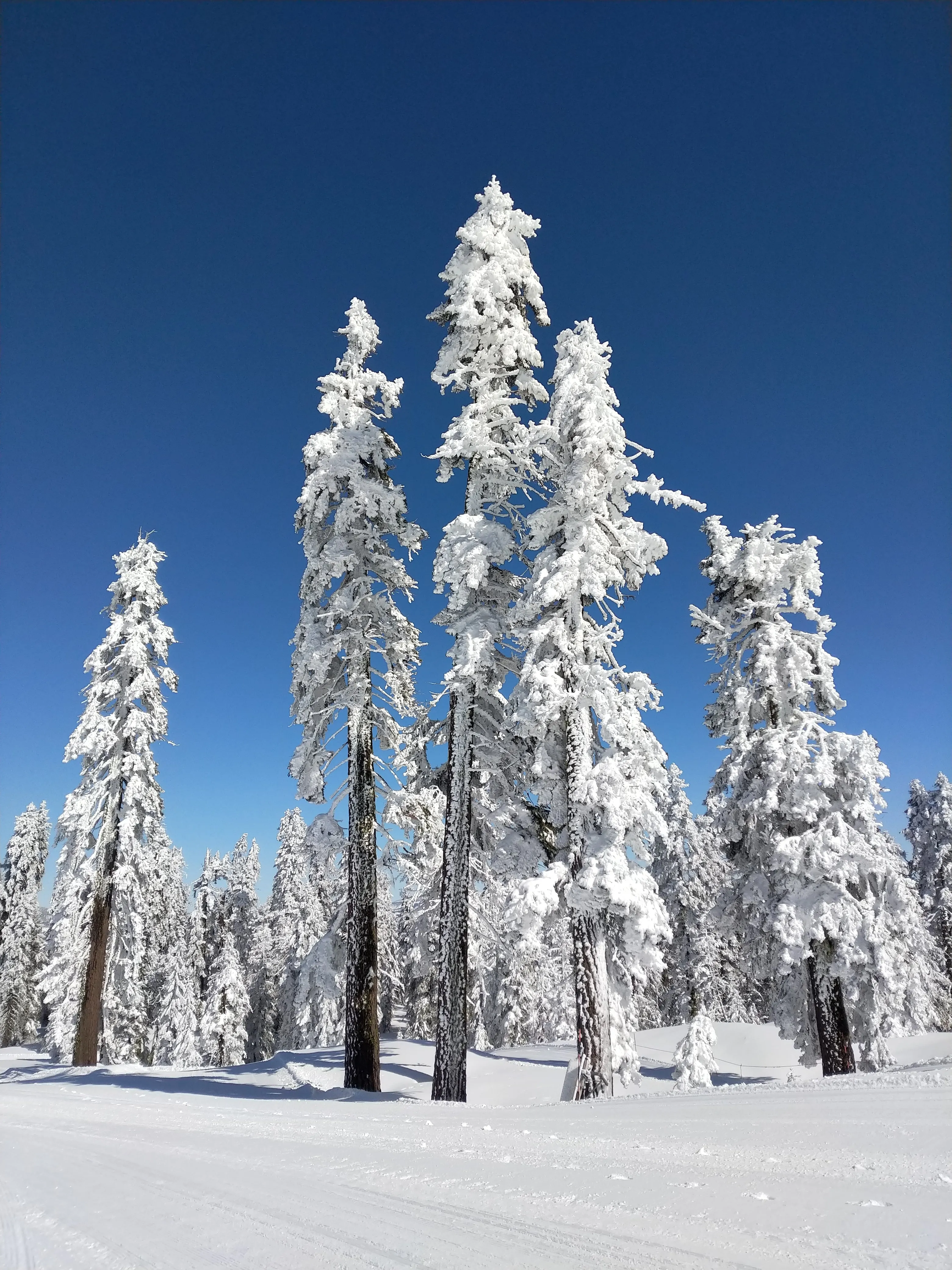 Snowshoeing Yosemite: Tuolumne Grove/Gin Flat Weekend