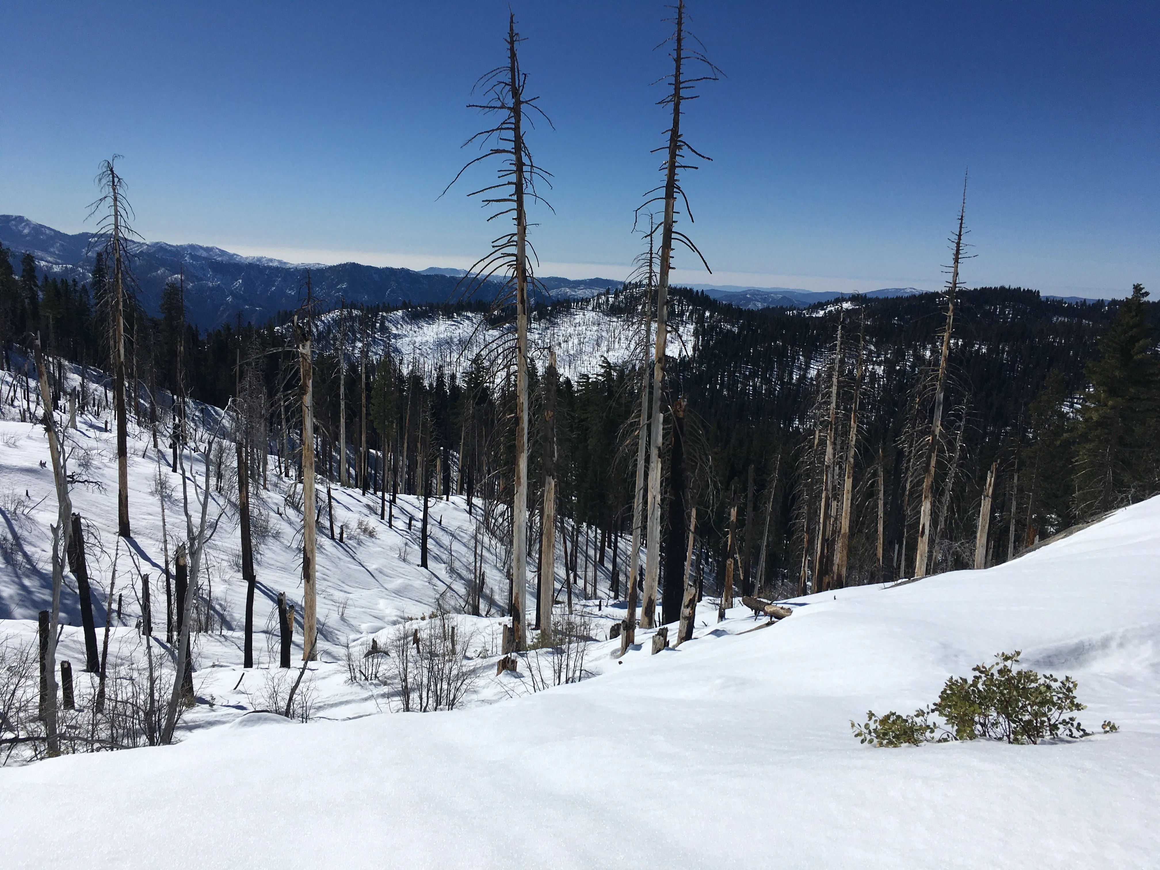 Snowshoeing Yosemite: Tuolumne Grove/Gin Flat Weekend