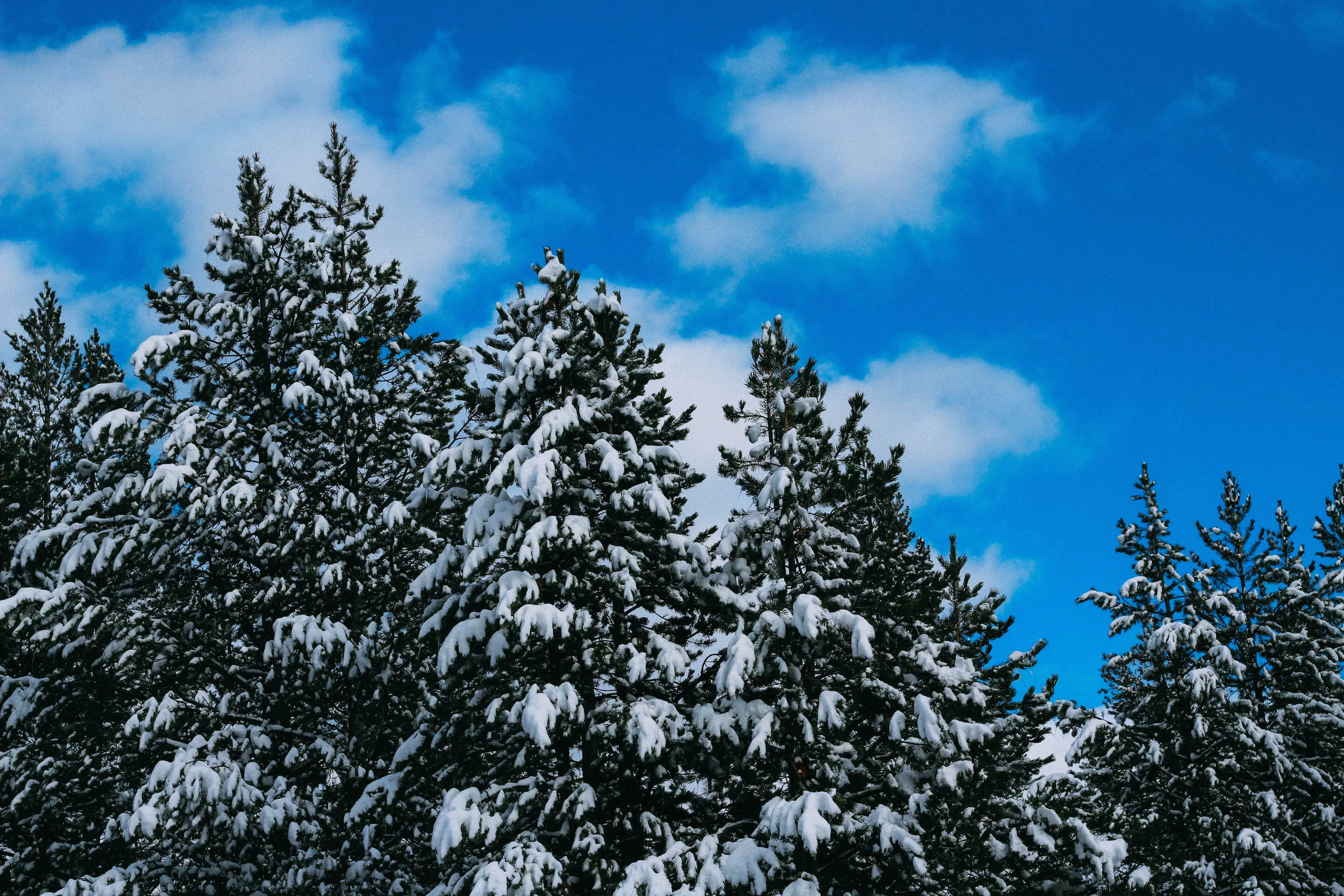 Snowshoeing Yosemite: Tuolumne Grove/Gin Flat Weekend