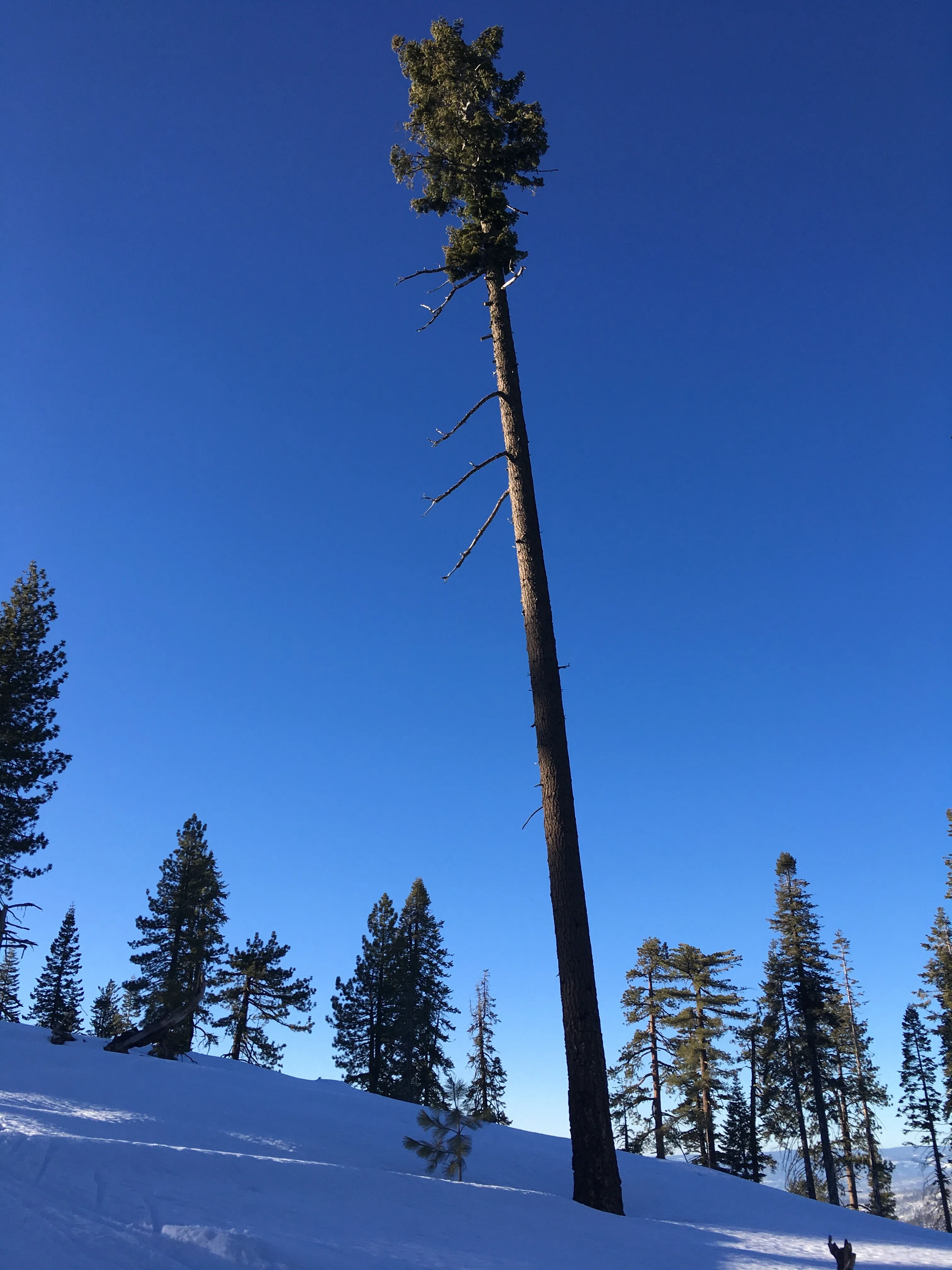 Snowshoeing Yosemite: Tuolumne Grove/Gin Flat Weekend