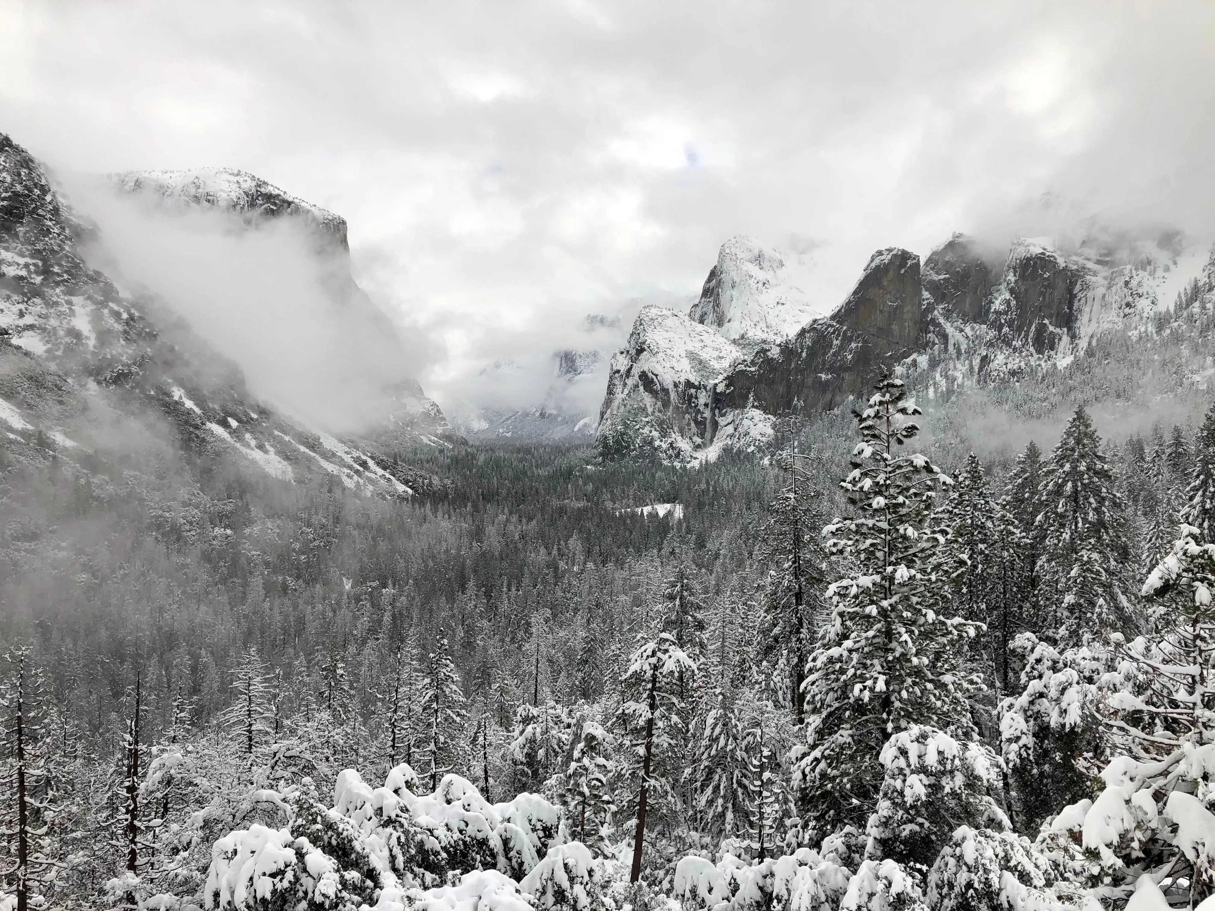 Snowshoeing Yosemite: Tuolumne Grove/Gin Flat Weekend
