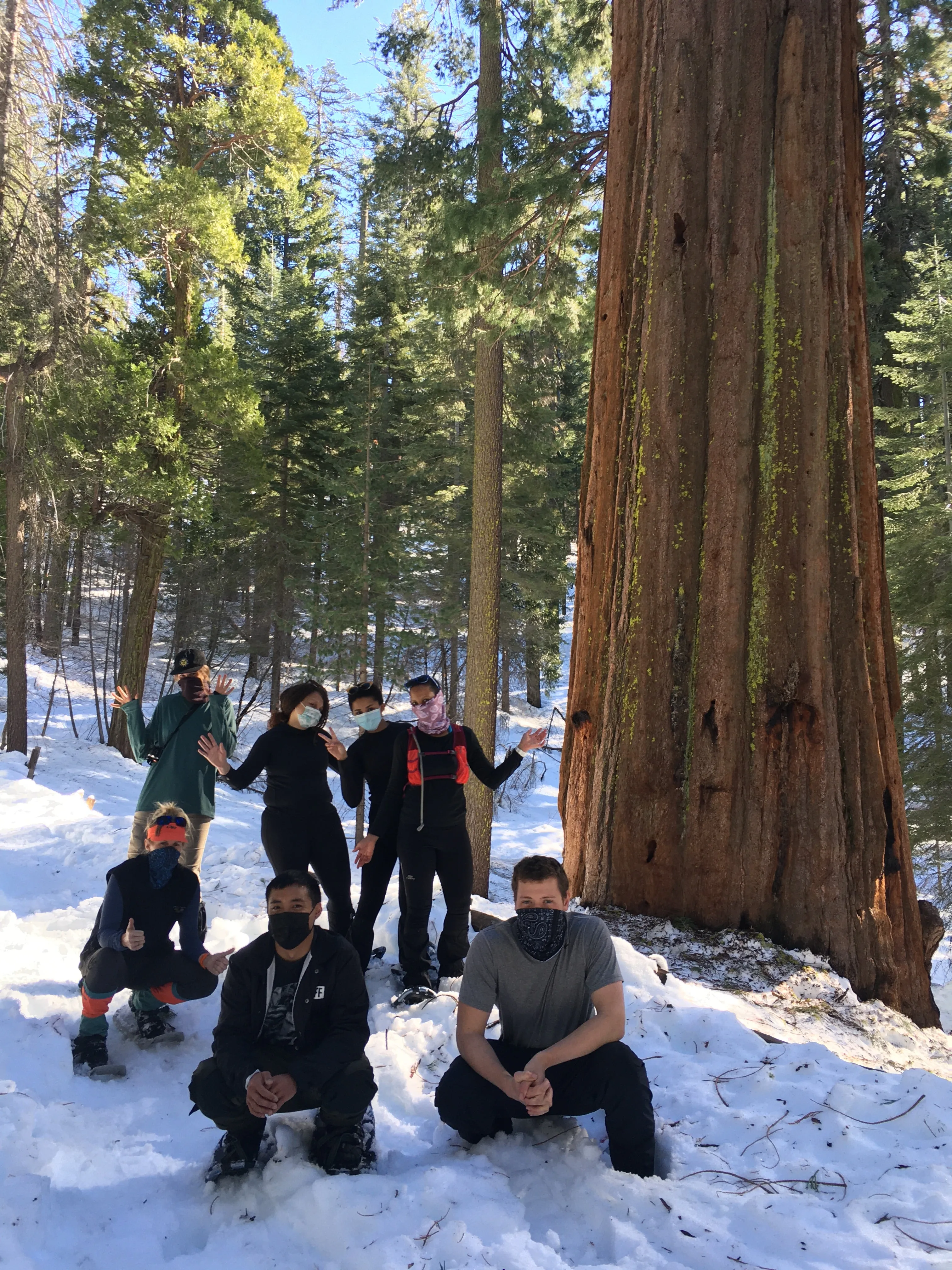 Snowshoeing Yosemite: Tuolumne Grove/Gin Flat Weekend