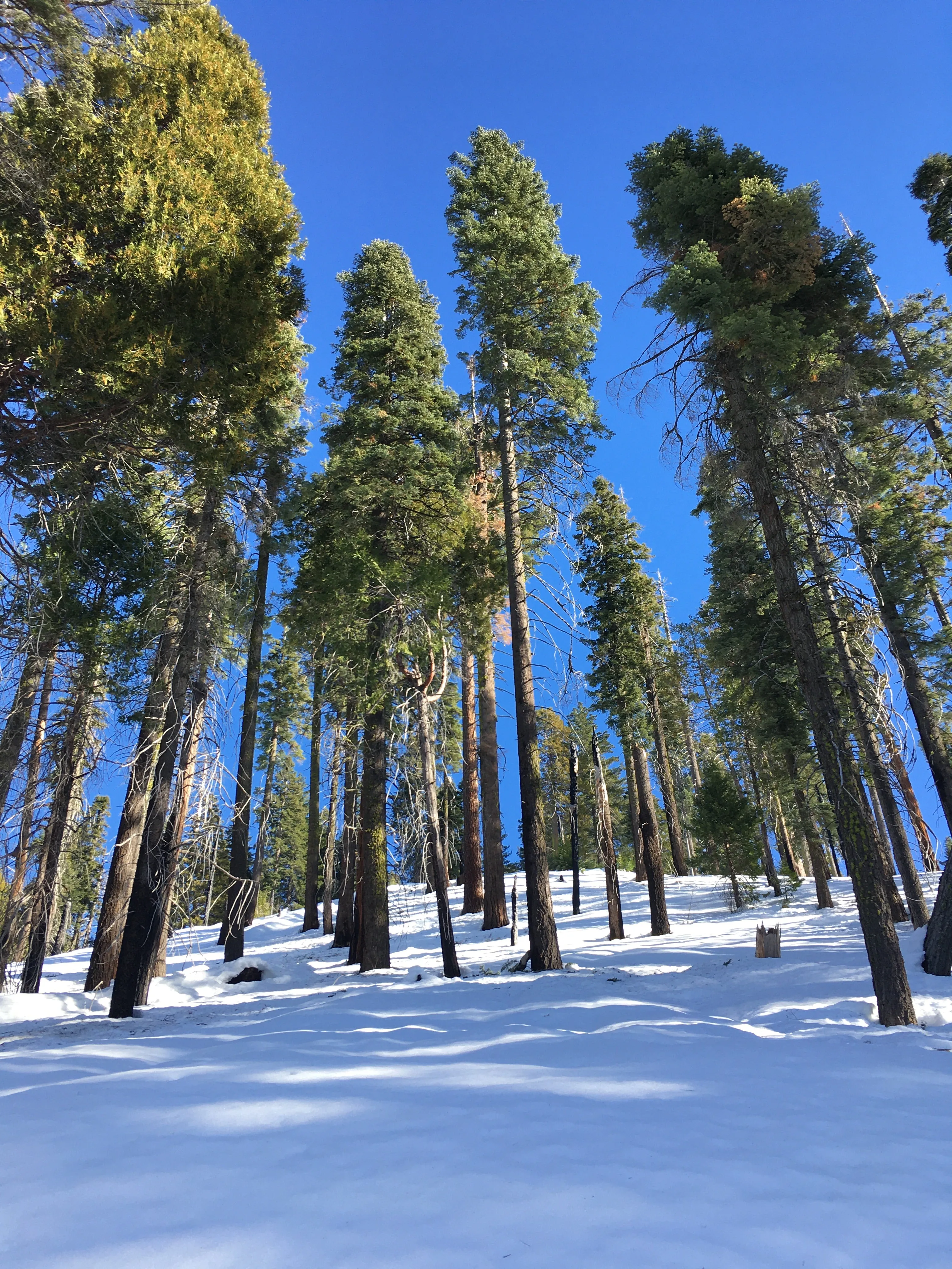 Snowshoeing Yosemite: Tuolumne Grove/Gin Flat Weekend