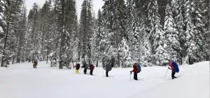 Snowshoeing Yosemite: Tuolumne Grove/Gin Flat Weekend