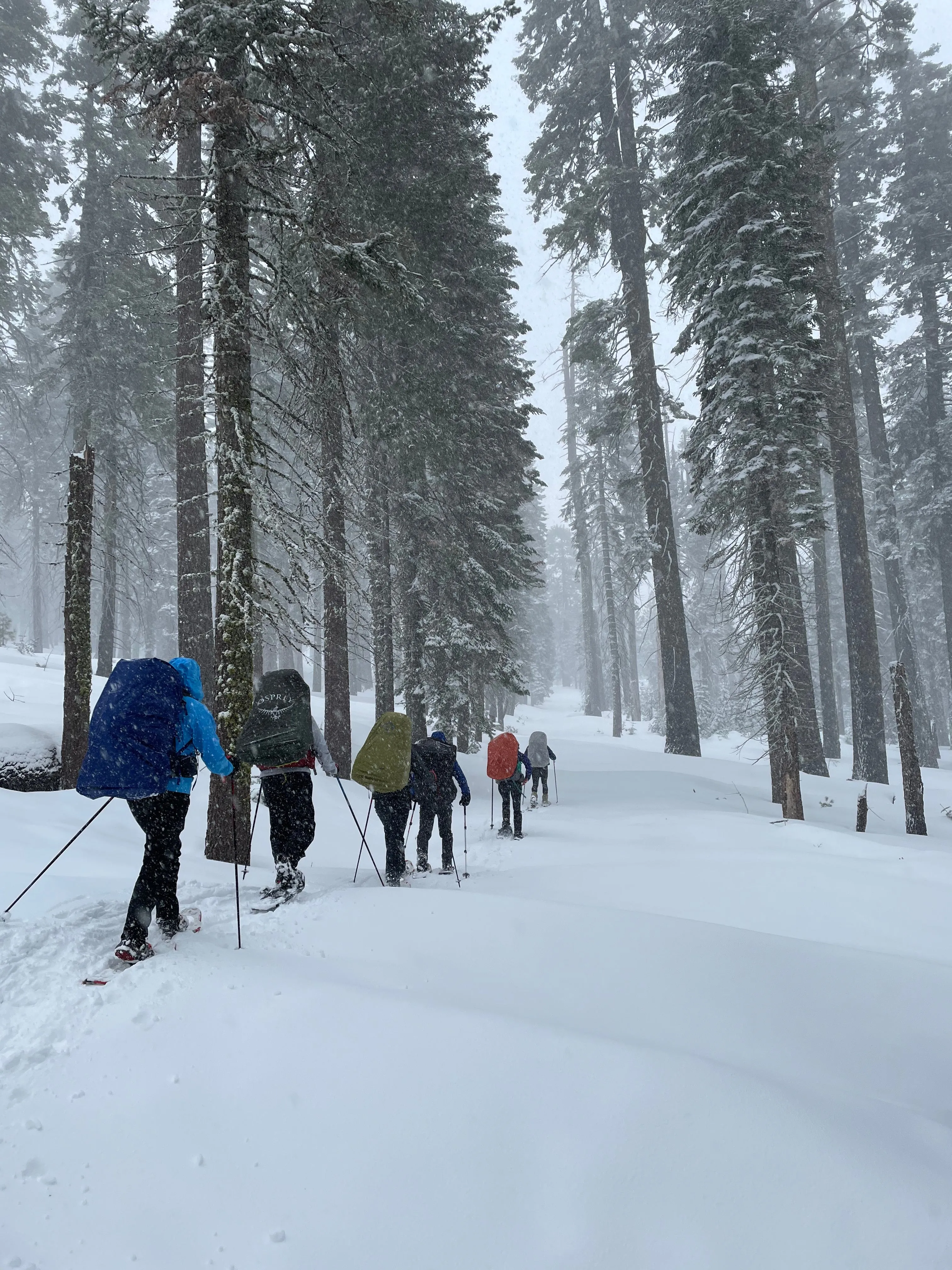 Snowshoeing Yosemite: Tuolumne Grove/Gin Flat Weekend