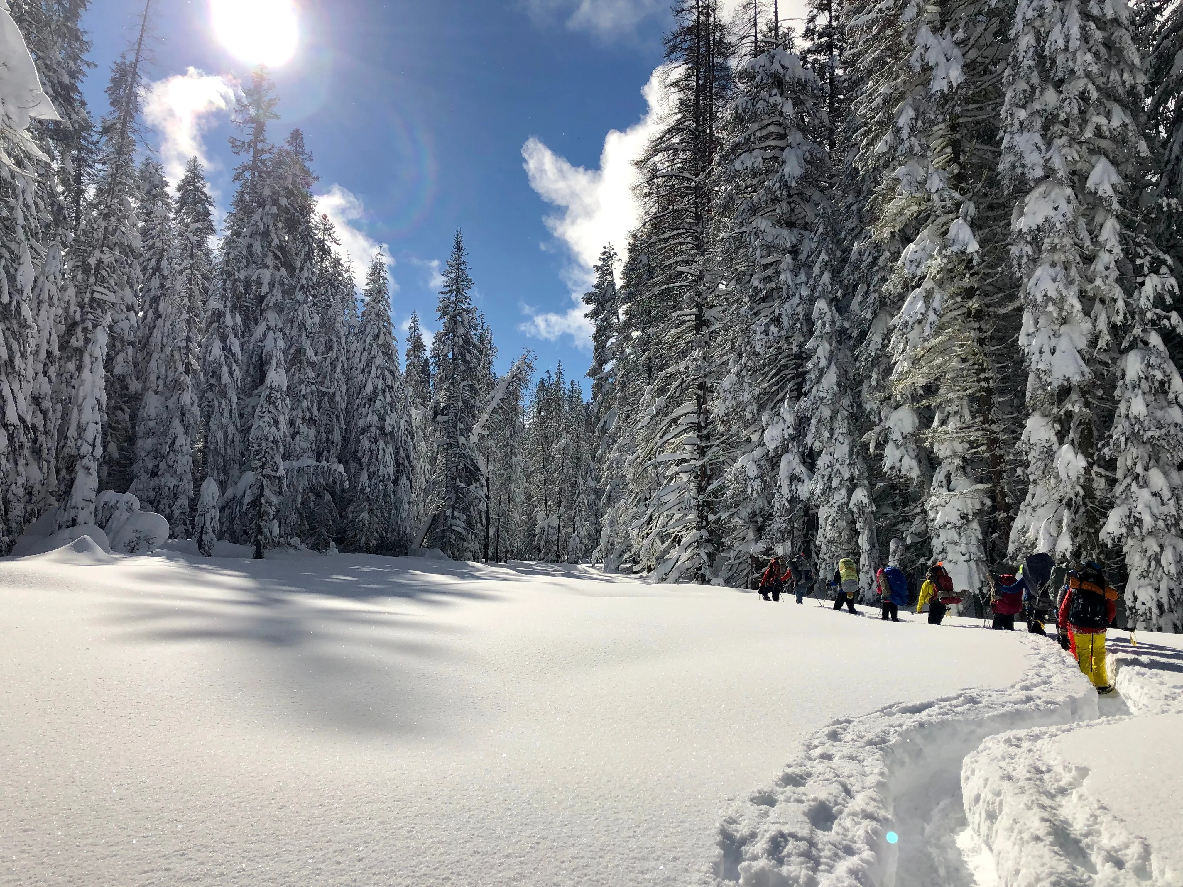 Snowshoeing Yosemite: Tuolumne Grove/Gin Flat Weekend