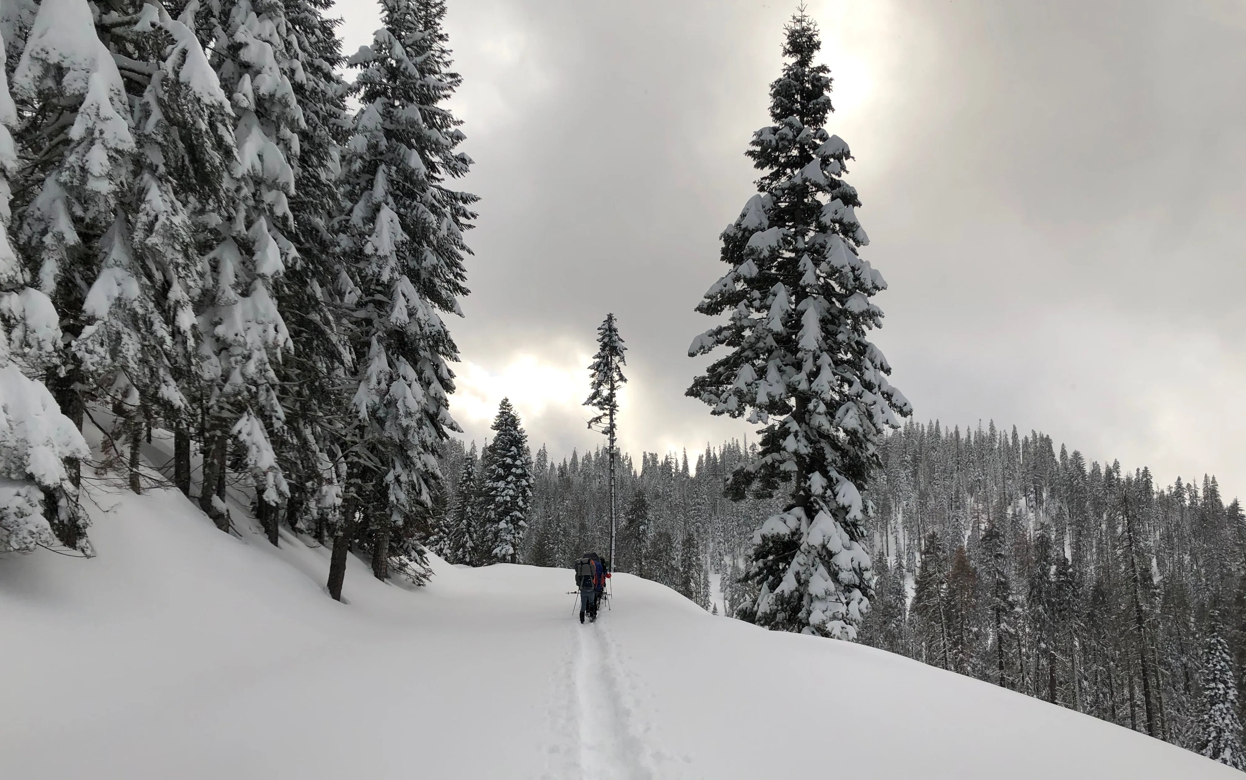 Snowshoeing Yosemite: Tuolumne Grove/Gin Flat Weekend