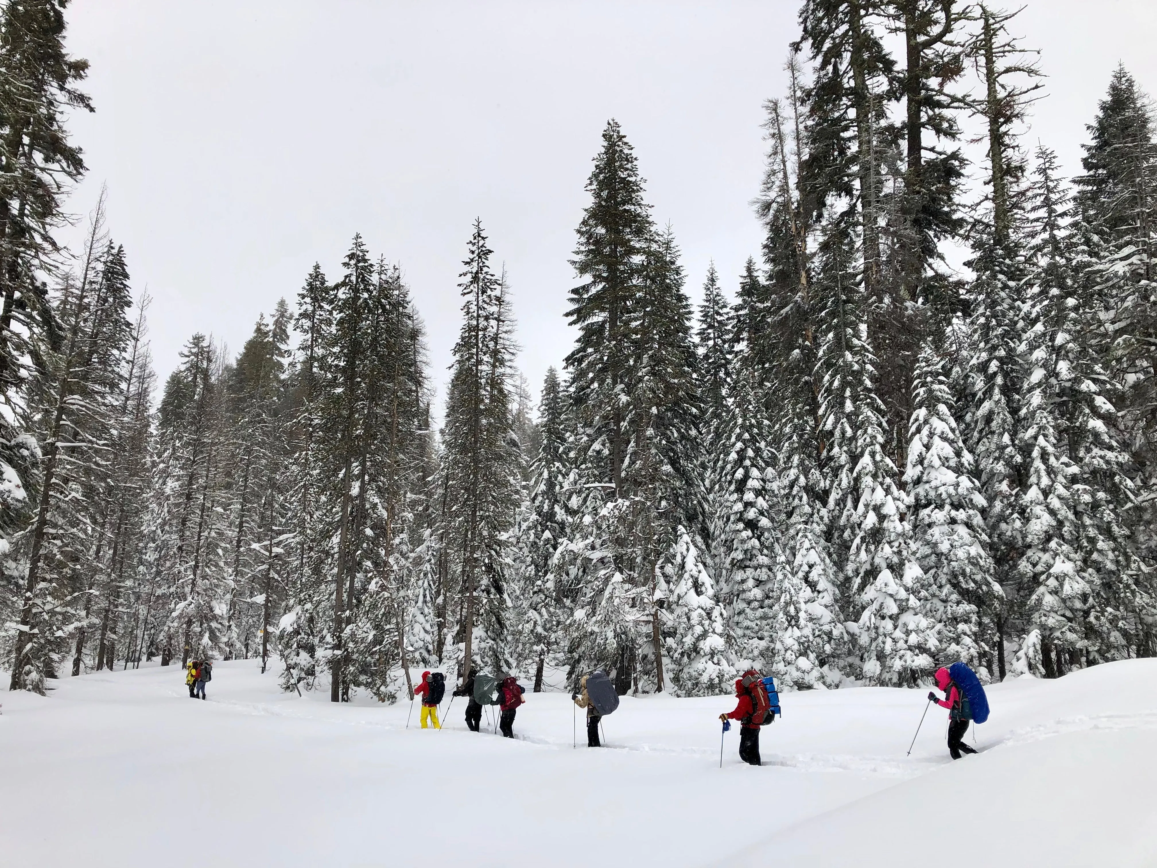 Snowshoeing Yosemite: Tuolumne Grove/Gin Flat Weekend