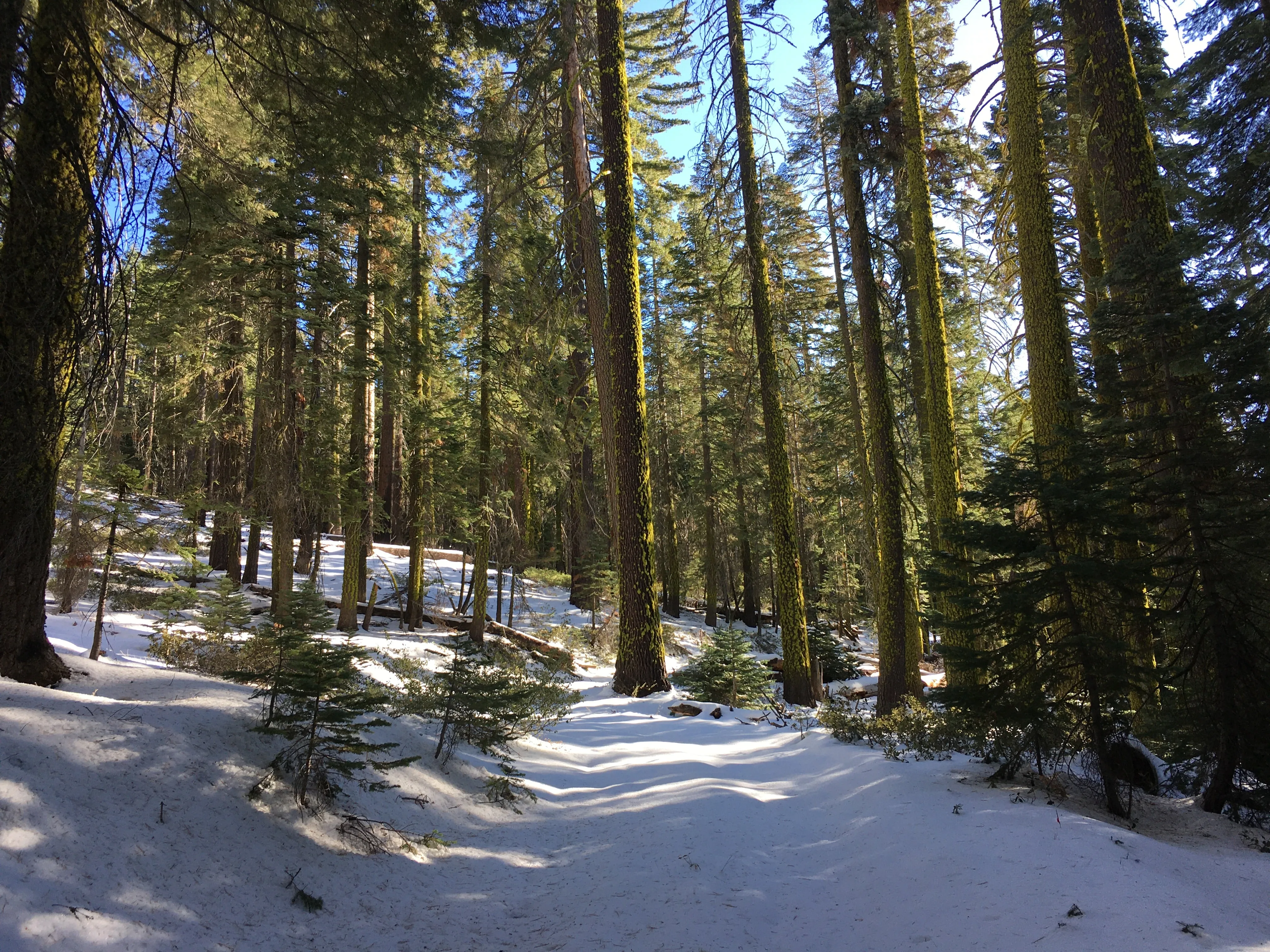 Snowshoeing Yosemite: Tuolumne Grove/Gin Flat Weekend