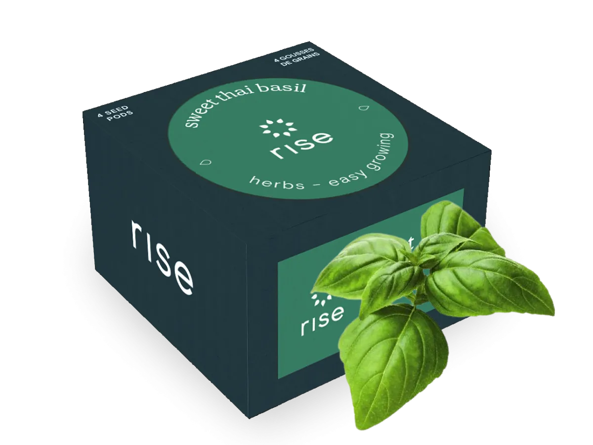 Super Sweet Genovese Basil