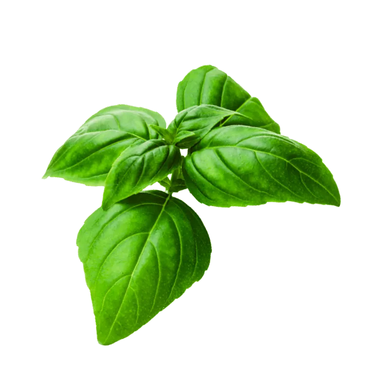Super Sweet Genovese Basil