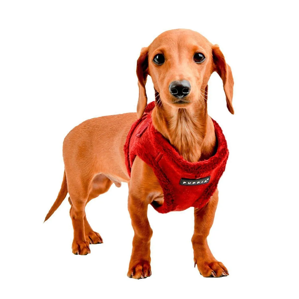 Terry Dog Harness B