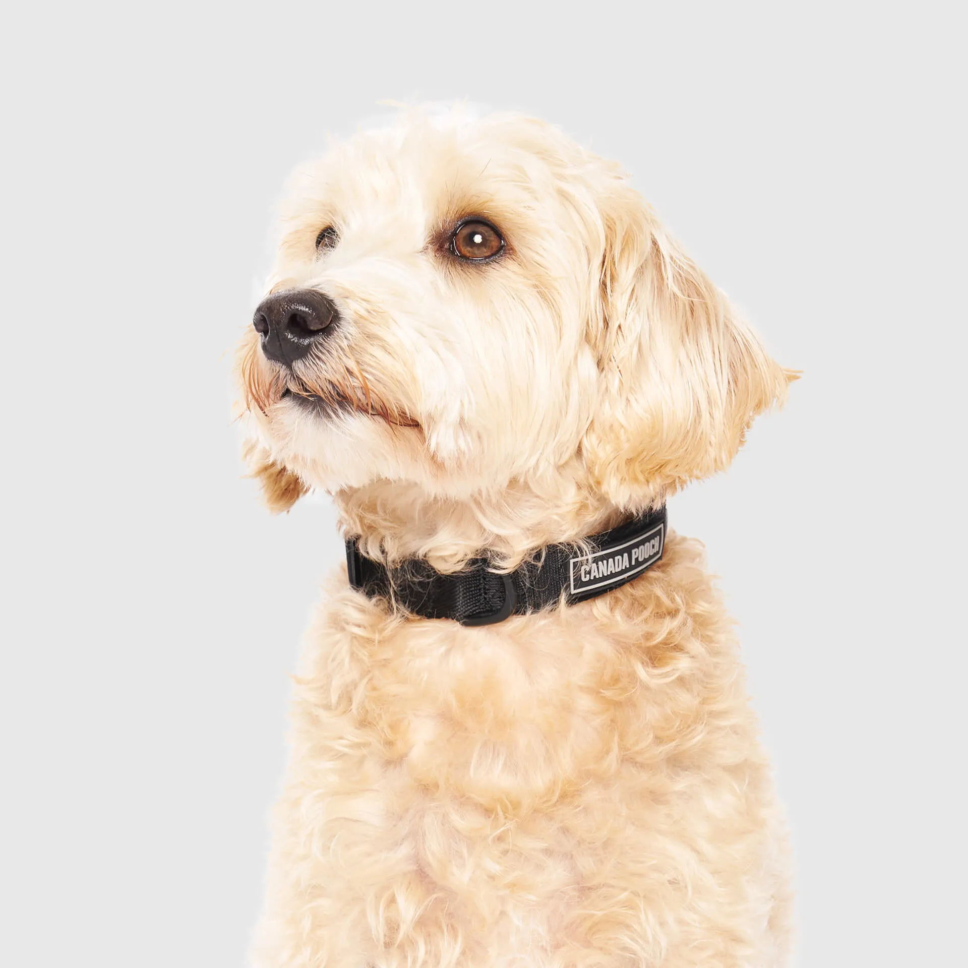 Utility Collar