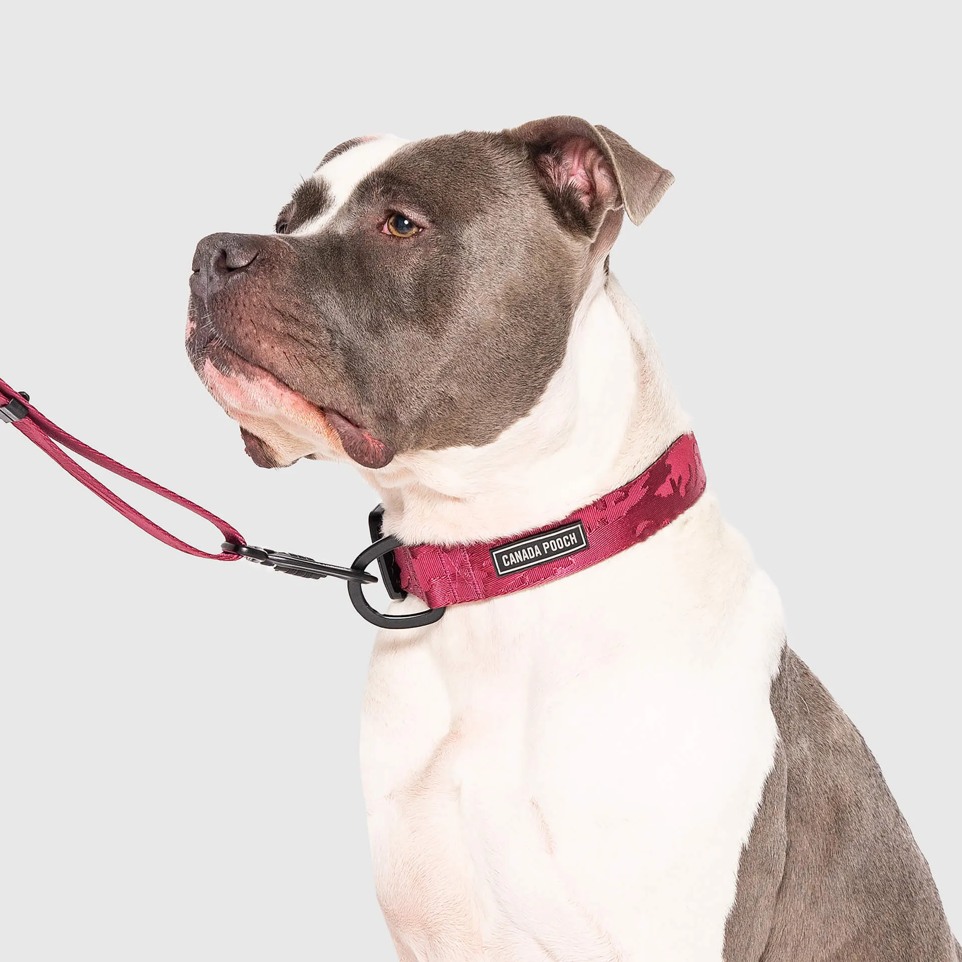 Utility Collar