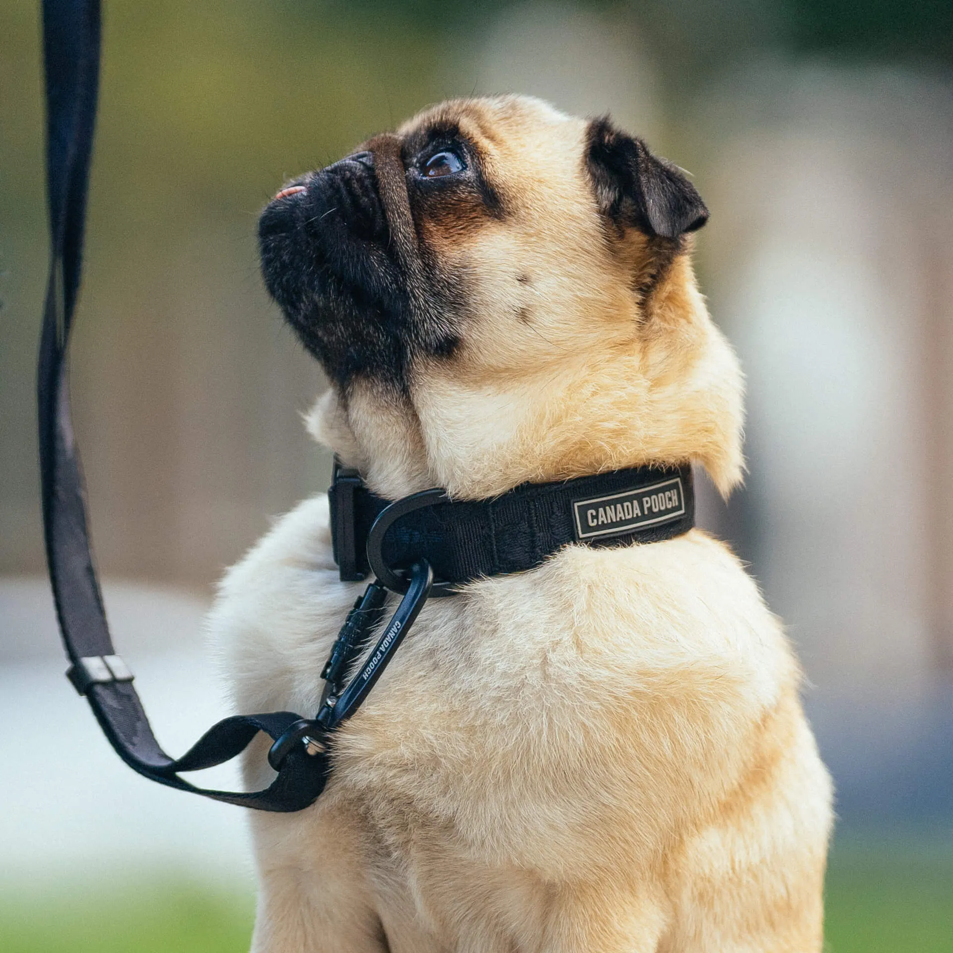 Utility Collar