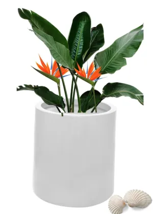 White Cylindrical Fibre Planter RCN 02