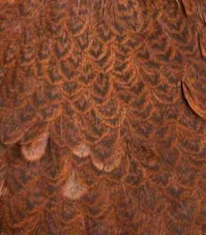 Whiting Brahma Hen Saddle