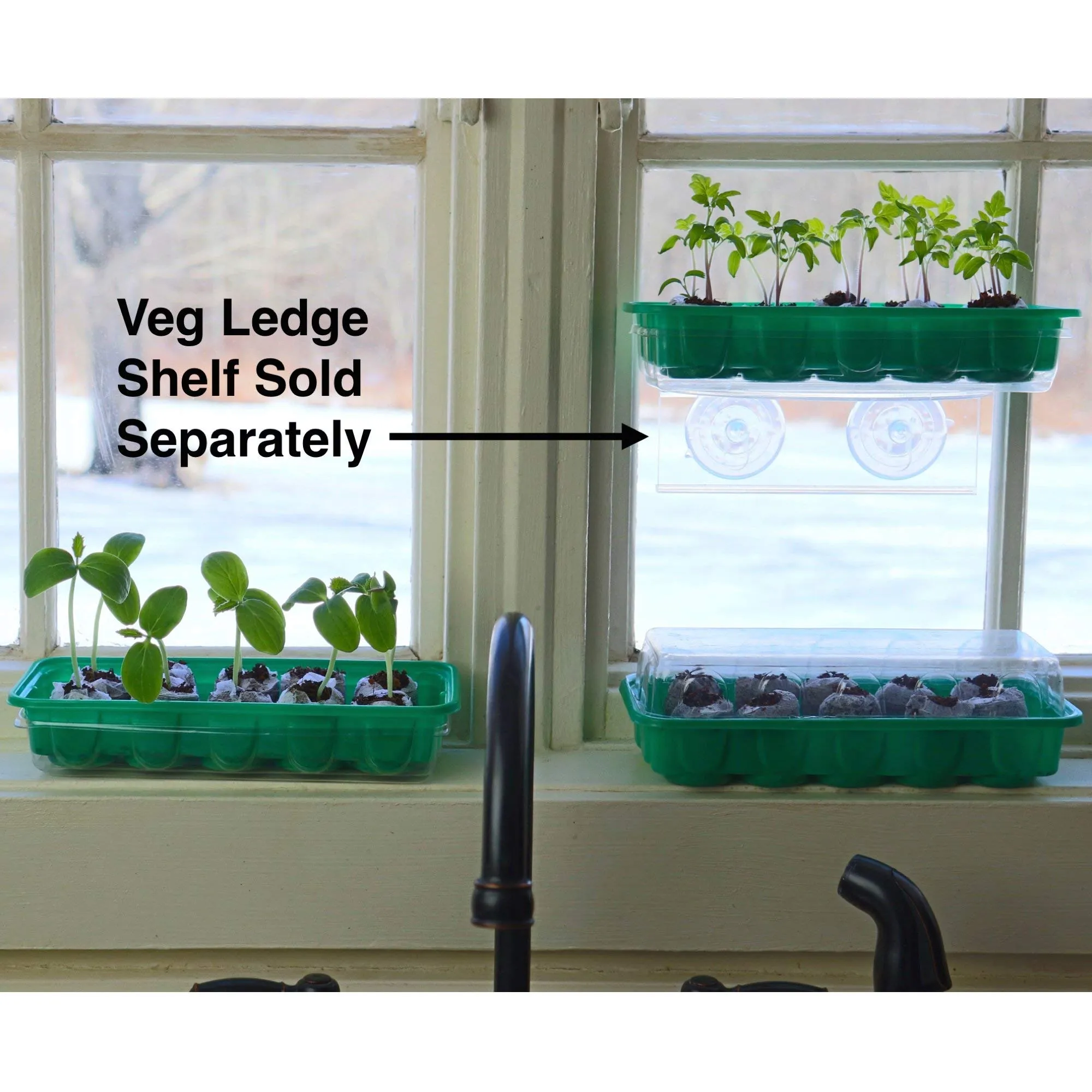 Window Garden - Brussel Sprouts Vegetable Starter Kit - Grow Your Own Food. Germinate Seed