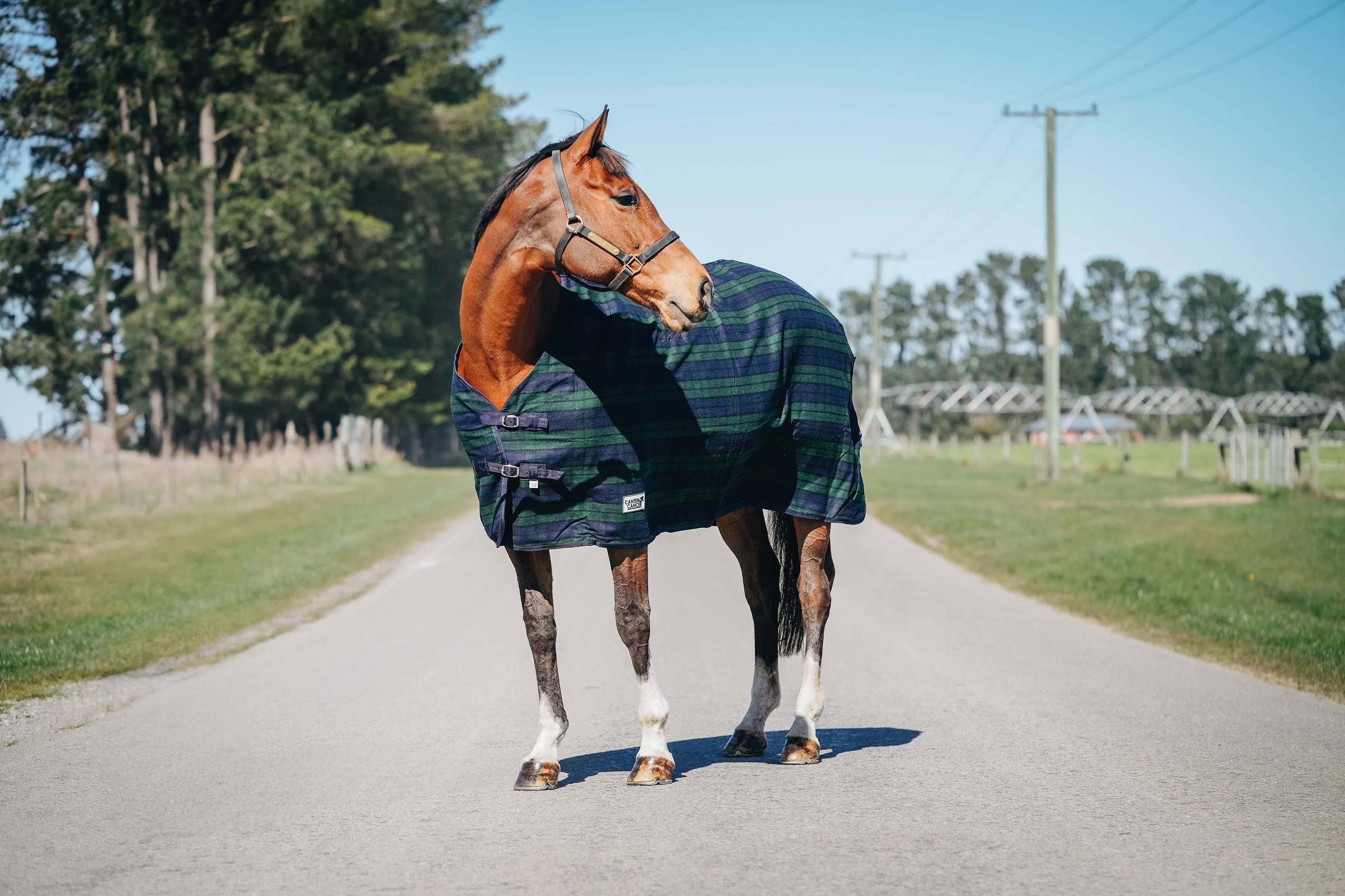 Wool Navy & Green Rug Only