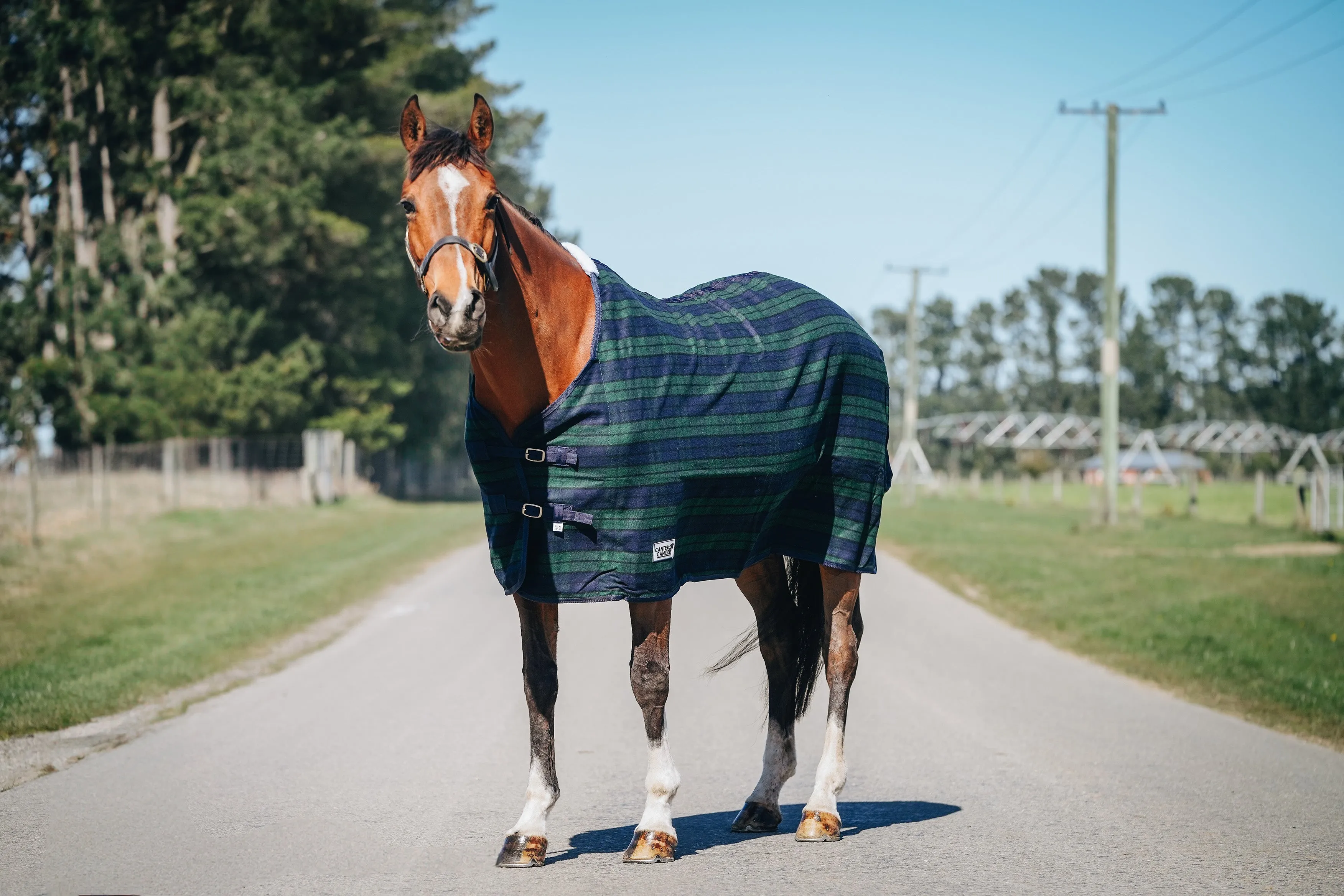 Wool Navy & Green Rug Only