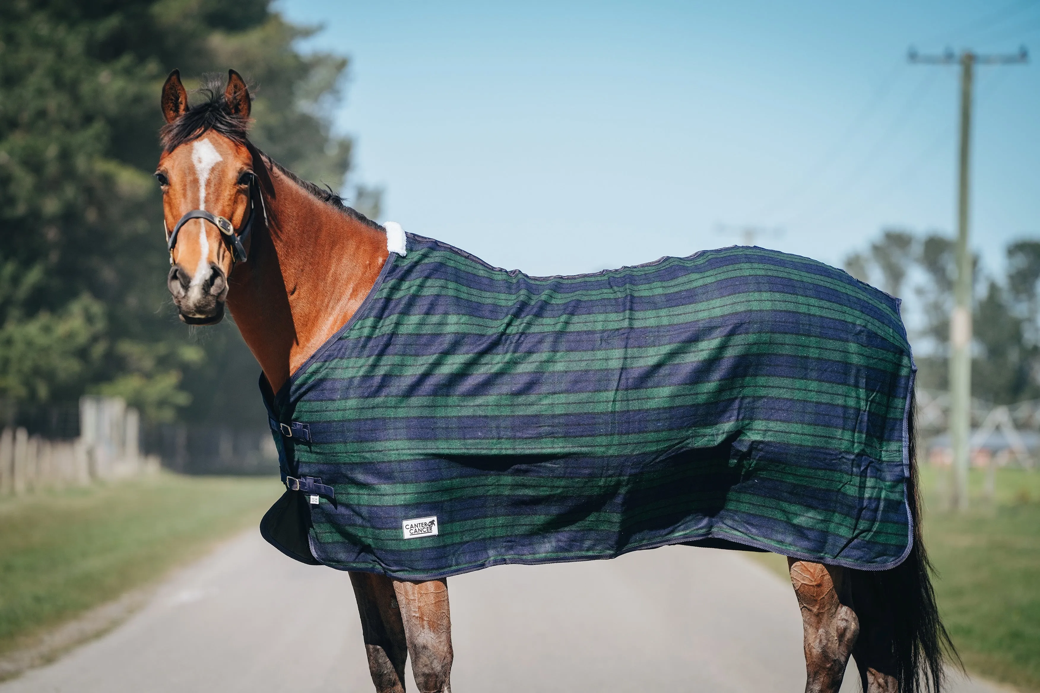 Wool Navy & Green Rug Only