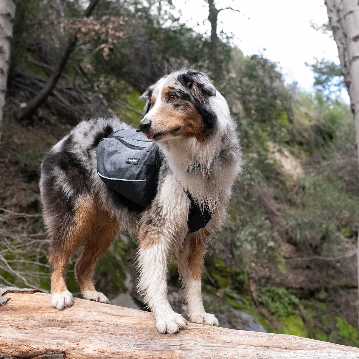 Zippy Paws Lightweight Adventure Backpack, Graphite